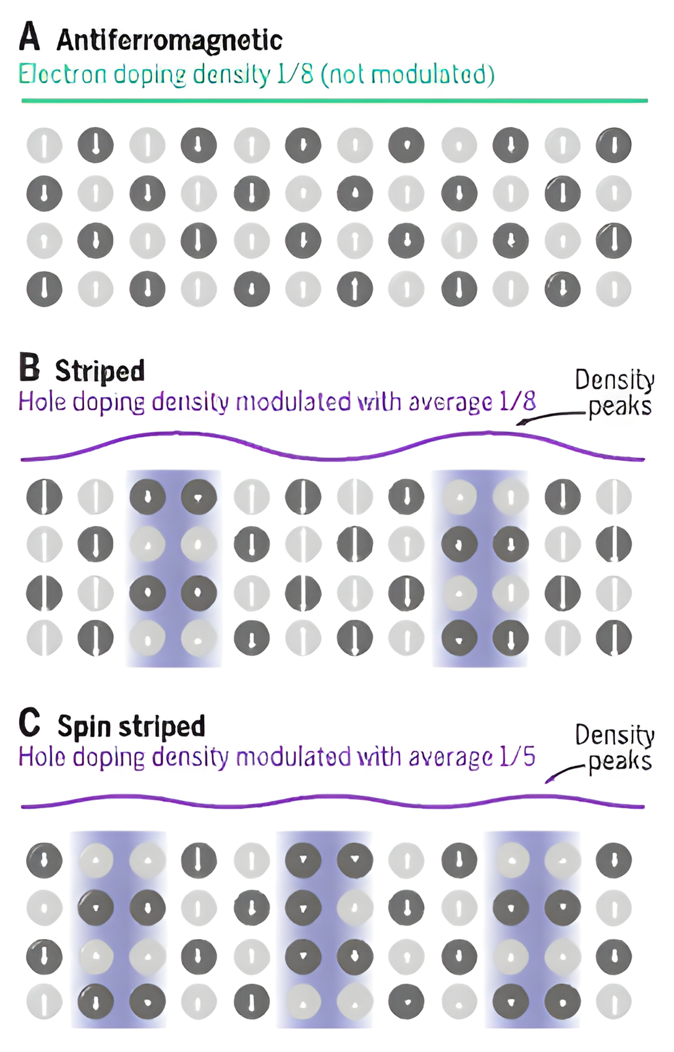 Three lattice cartoons of up and down spins: A, an antiferromagnetic checkerboard; B, a striped state with periodic bands of doped holes under a density-peak wave; C, a spin-striped state with a longer modulation period.